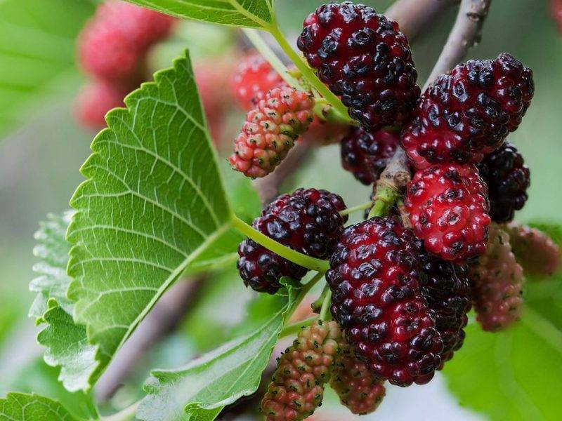 Шелковица купить саженцы из питомнике в Лыткарино