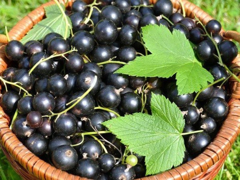 Смородина купить саженцы из питомника в Лыткарино