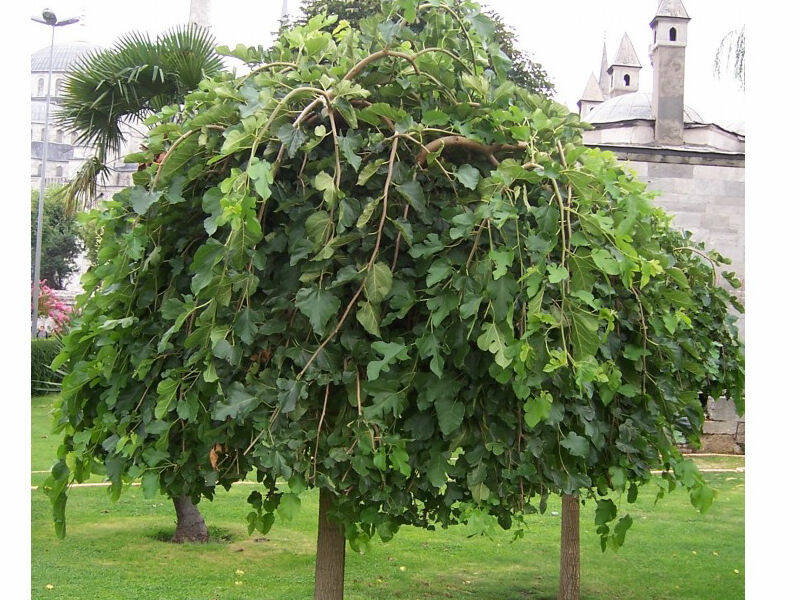 Плакучие саженцы купить саженцы из питомника в Лыткарино