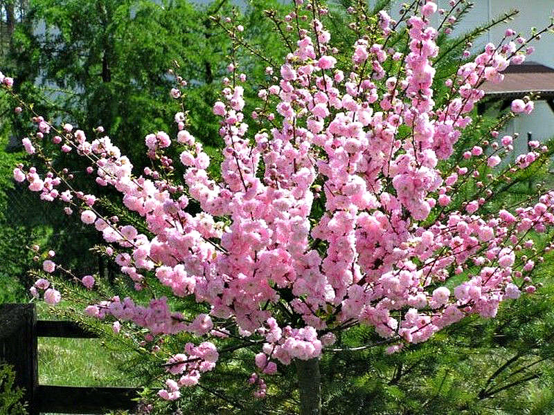 Миндаль купить саженцы из питомника в Лыткарино