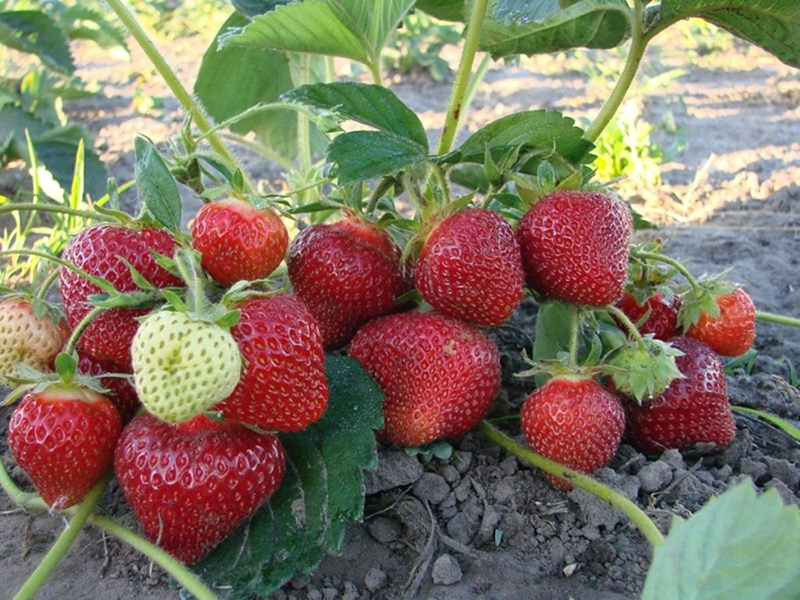 Клубника купить саженцы из питомника в Лыткарино