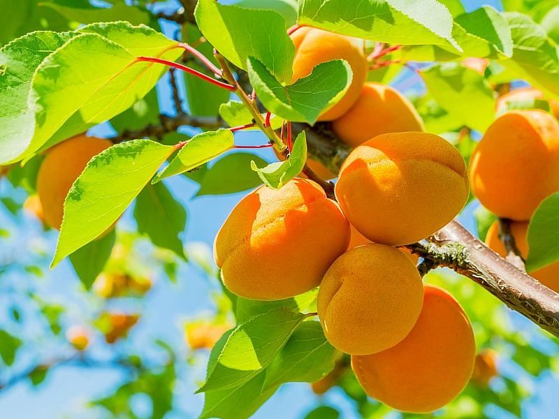 Абрикос купить саженцы из питомнике в Лыткарино
