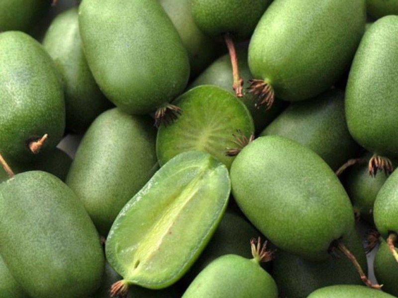 Актинидия купить саженцы из питомнике в Лыткарино